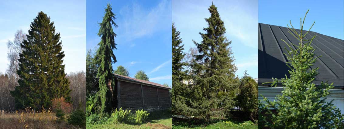 Kuuset